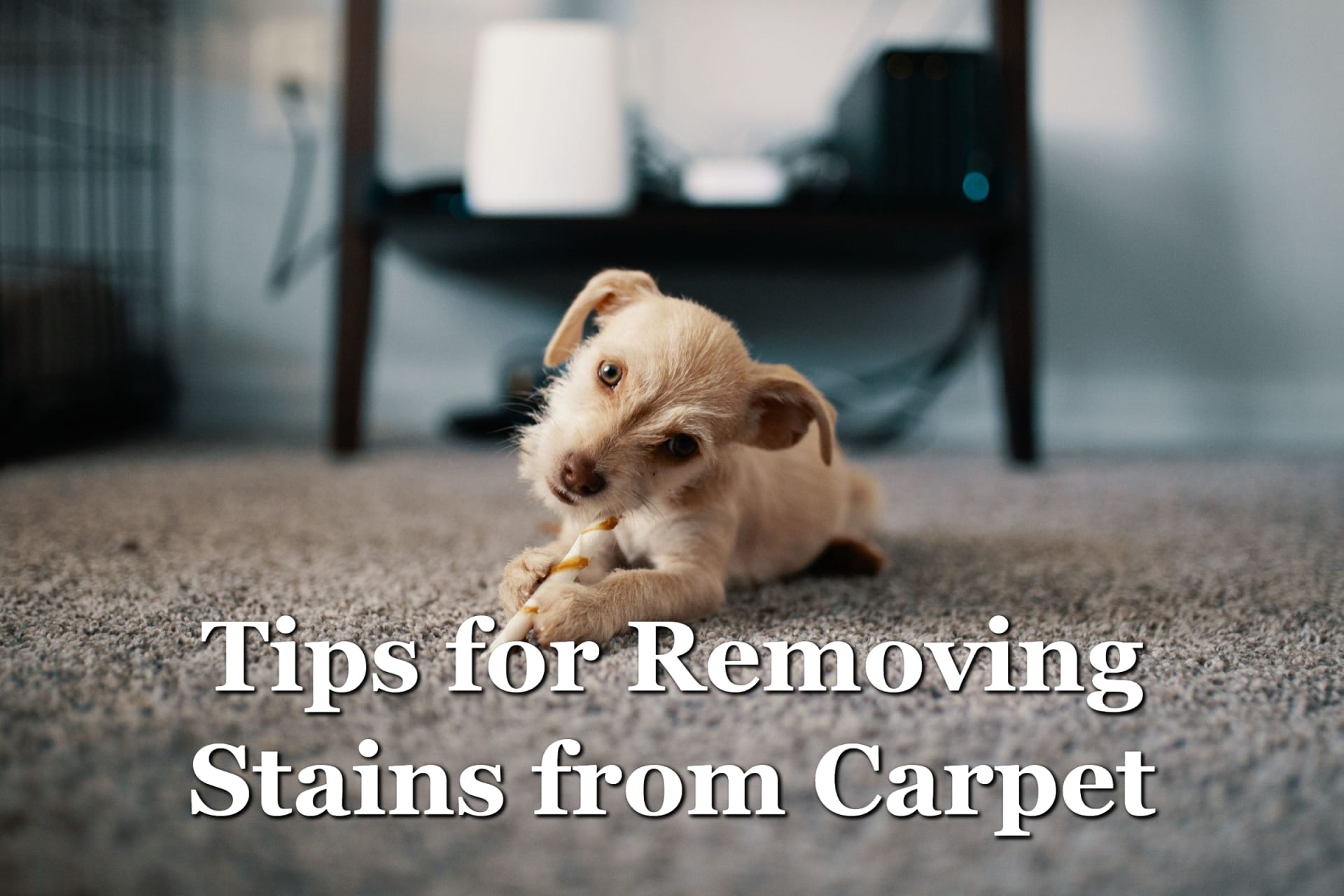 4 Tips for Removing Stains from your Carpet